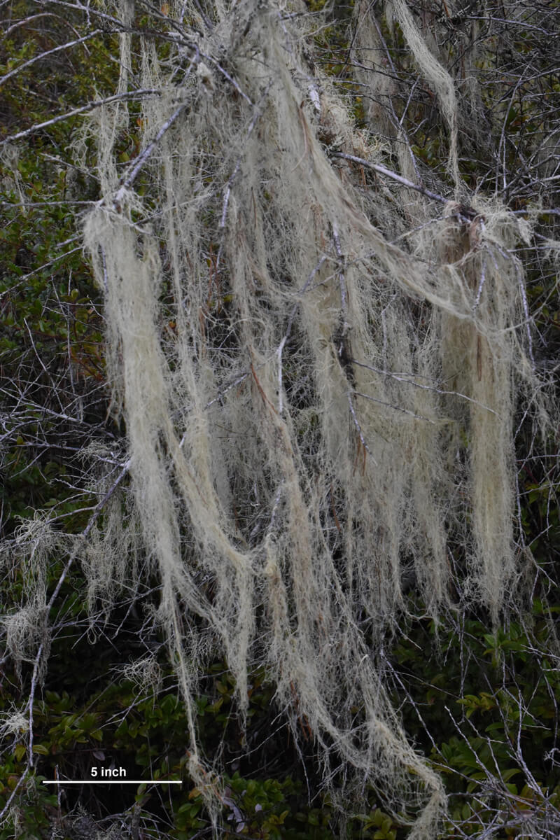 Photo 10: Witch’s hair lichen (Alectoria sp.) drapes over branches. This kind of pendant lichen will often fragment, disperse in the wind, and then continue growing if landing on different branch in a suitable location. Photo credit: Rikke Reese Næsborg.