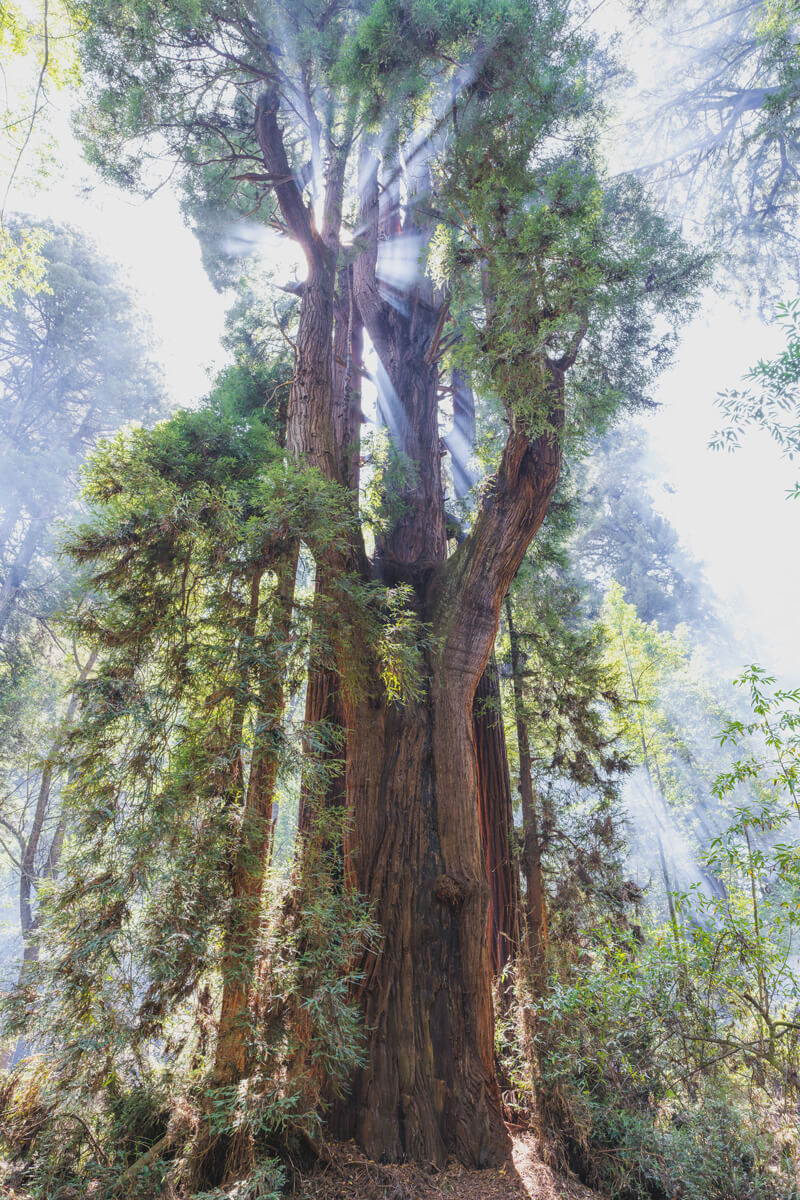 Sunlight creates beams of light through the mist behind an old-growth redwood that forks off into several trunks, by Orenda Randuch