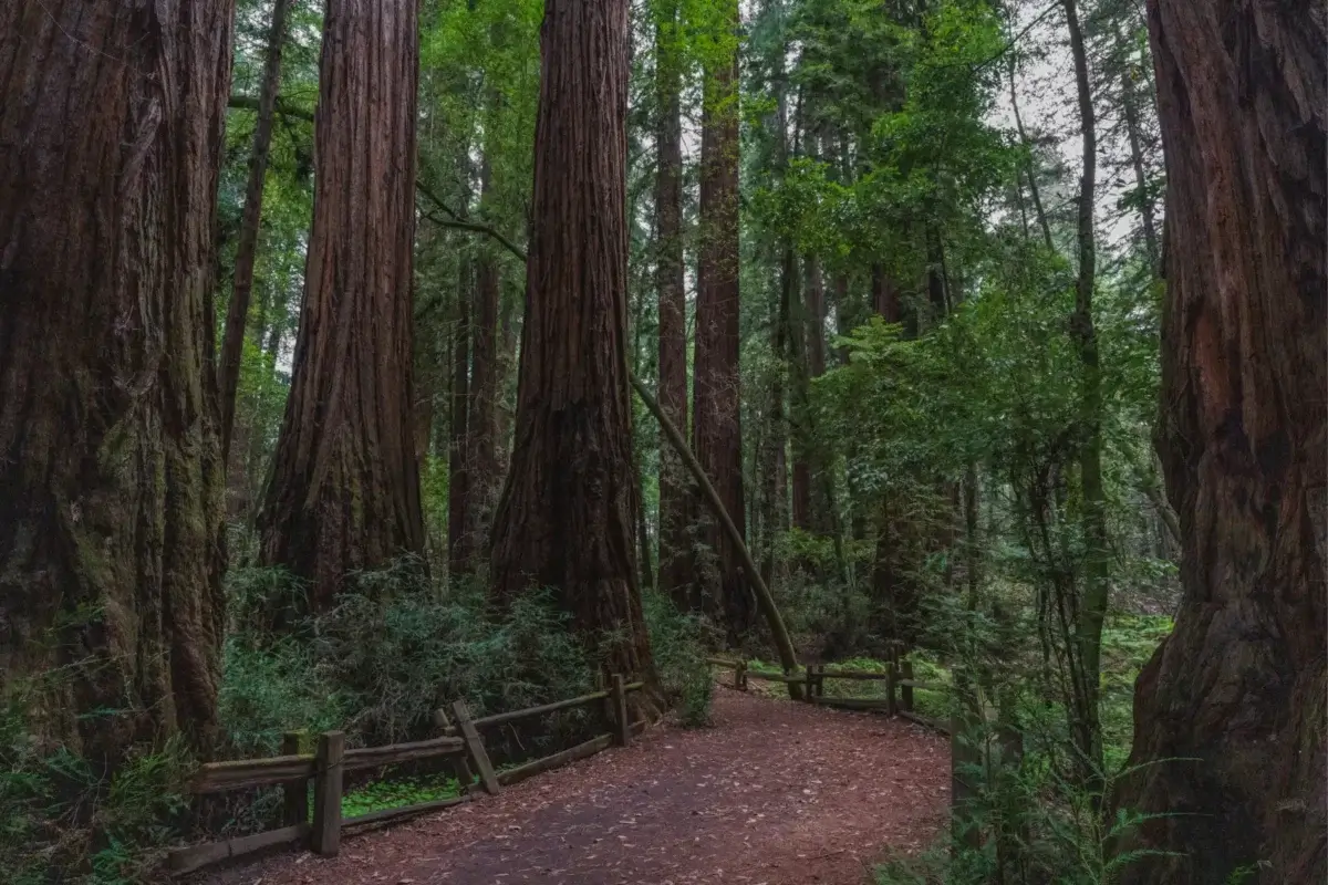 The Redwood Grove Loop Trail through redwood at Henry Cowell Redwoods State Park.