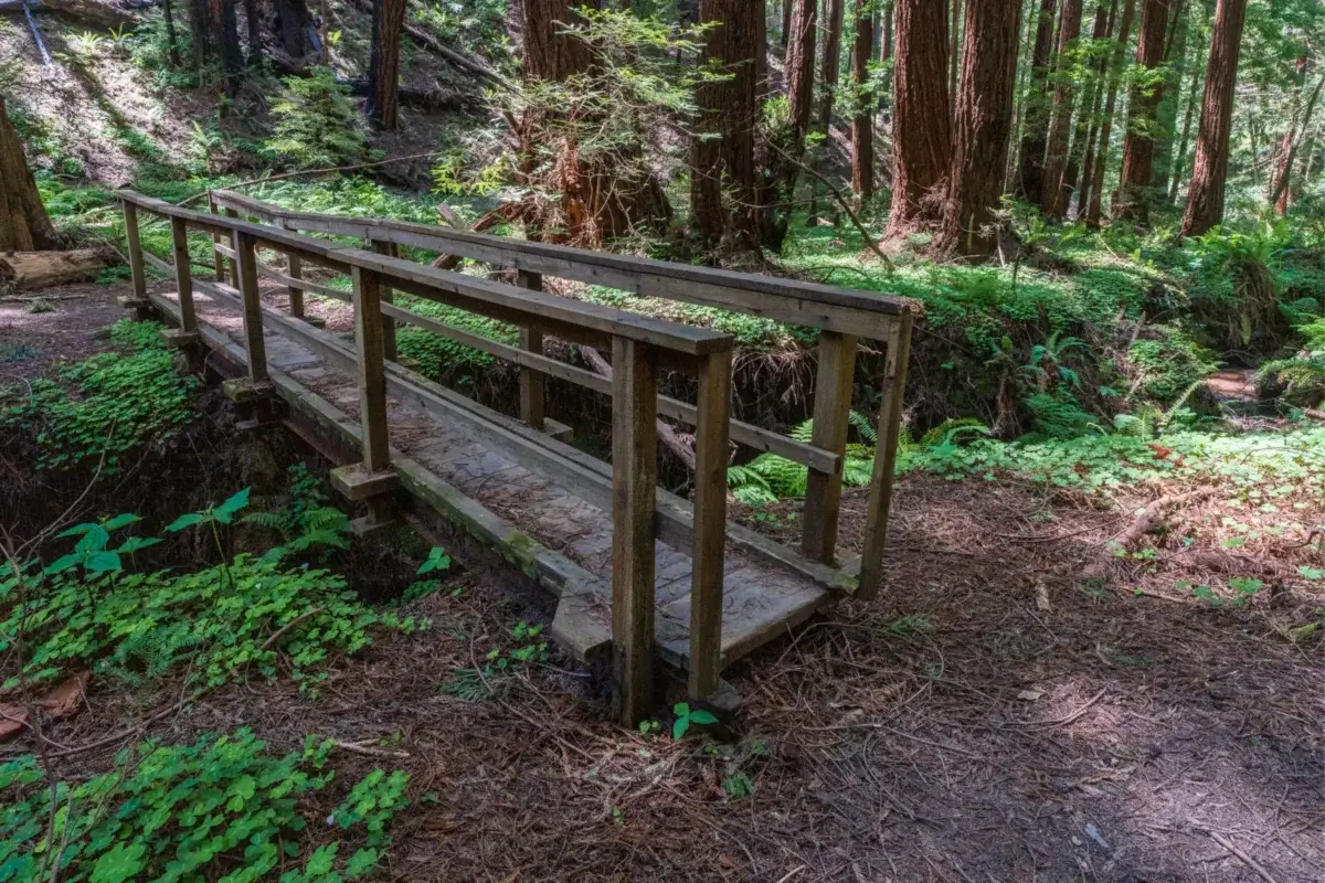 A bridge crossing a creek along Six Bridges Trail at Butano State Park.