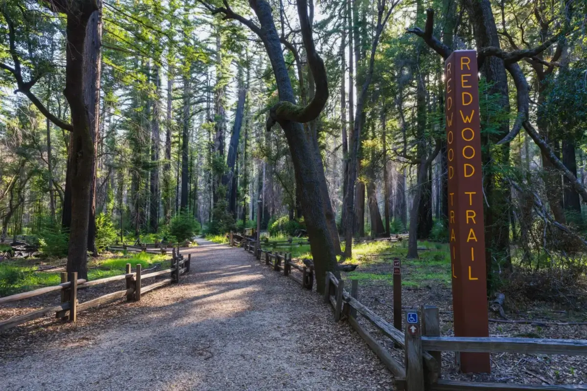 A trail through redwoods along the Redwood Loop Trail at Big Basin Redwoods State Park.