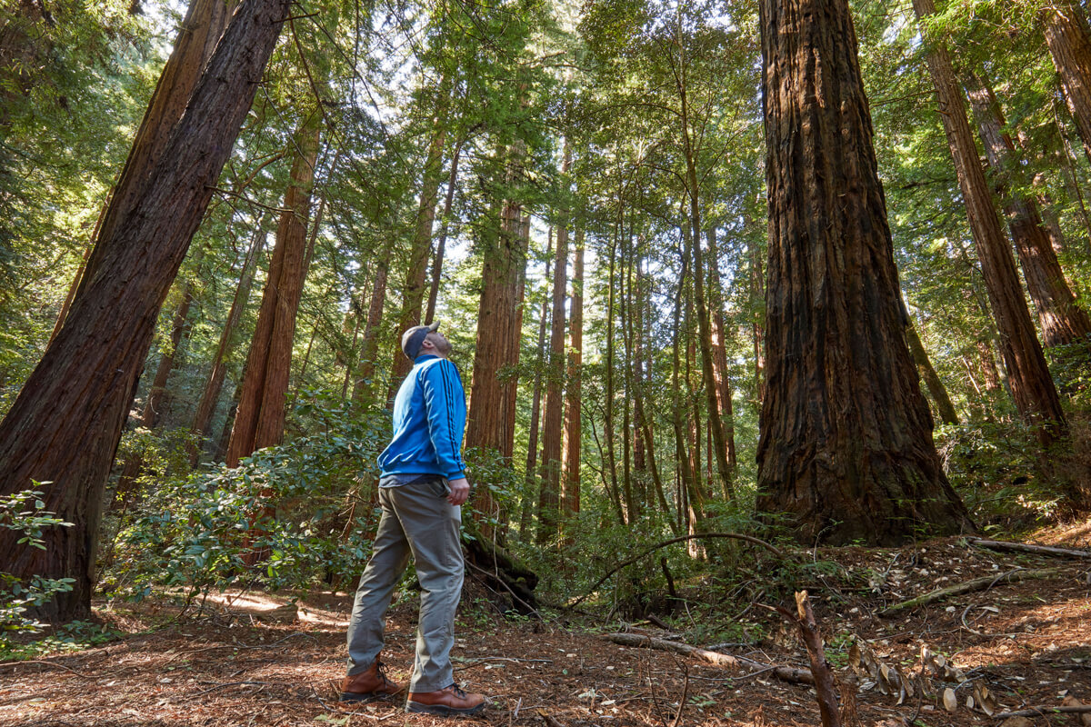A person stands on a sun-dappled trail looking up at the redwood trees towering above, by Canopy Dynamics