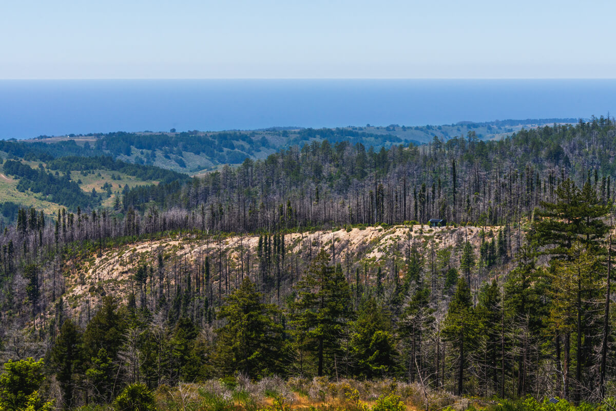 Ano Nuevo Vista Bare Ridge By Orenda Randuch