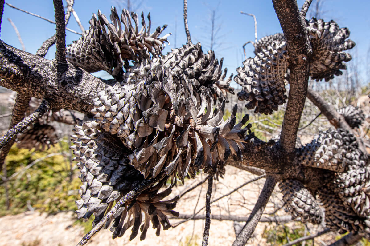 Ano Nuevo Vista Knobcone Pine Cones By Ian Bornarth