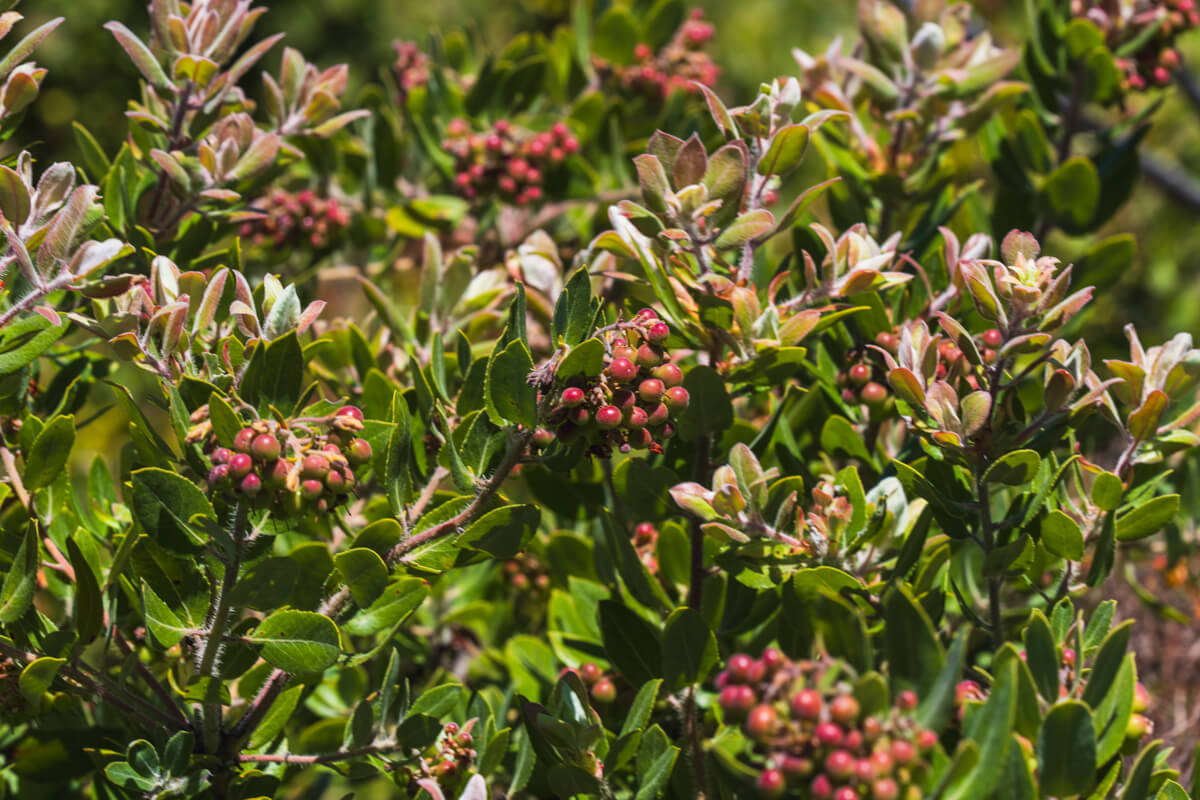 Berries ripening from lighter shades of pink to deeper red on manzanita branches in the chalks at Año Nuevo Vista, by Orenda Randuch