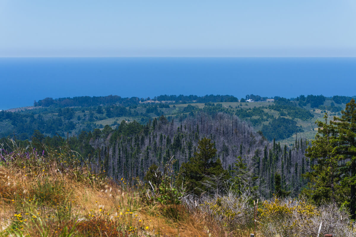 A chaparral ridge at Año Nuevo Vista overlooks a forested hill above green grasslands along the coast and the blue Pacific Ocean beneath a clear blue sky, by Orenda Randuch