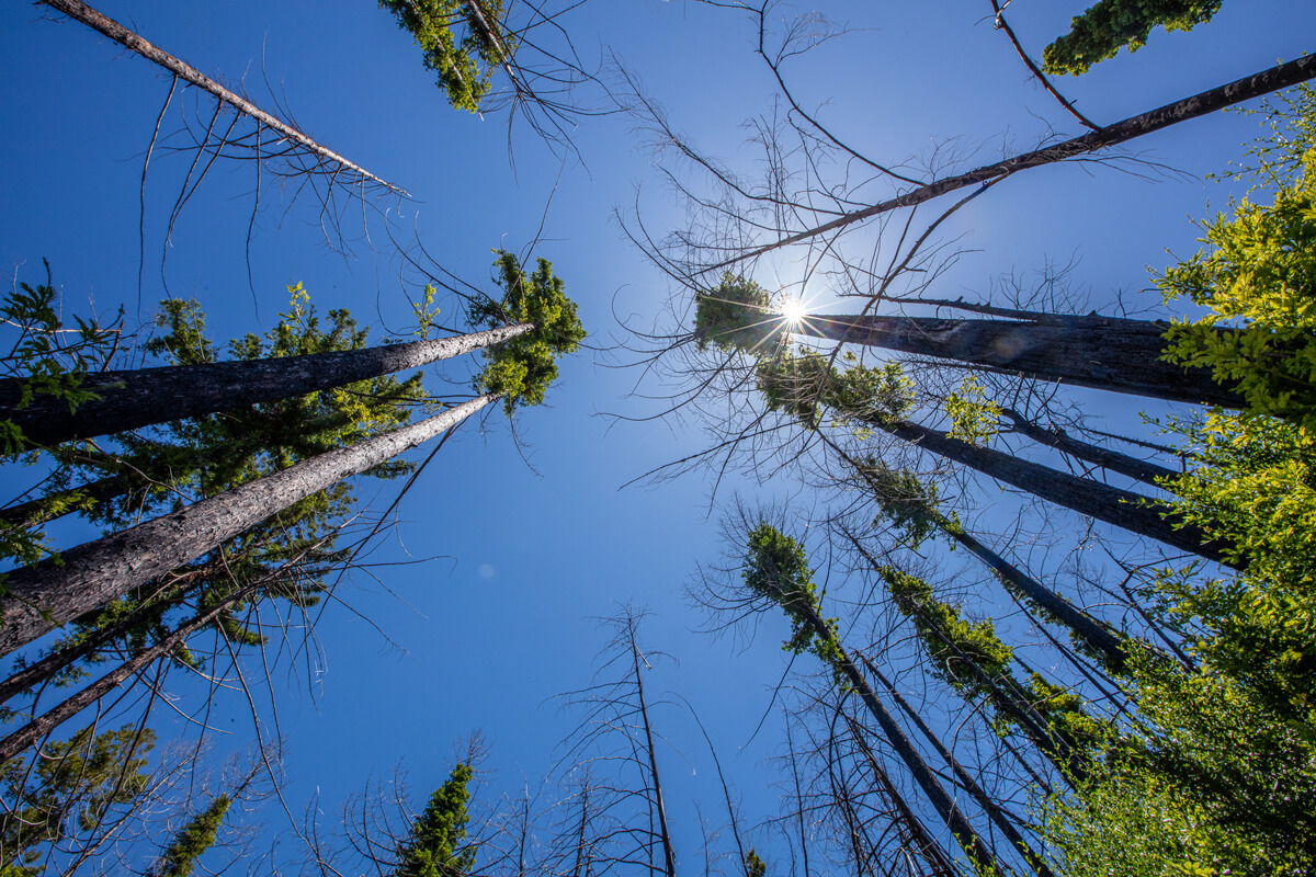 A fairy circle of redwood trees with scorched trunks resprouting with fuzzy green growth encompass a sunny, clear blue sky at Año Nuevo Vista, by Ian Bornarth