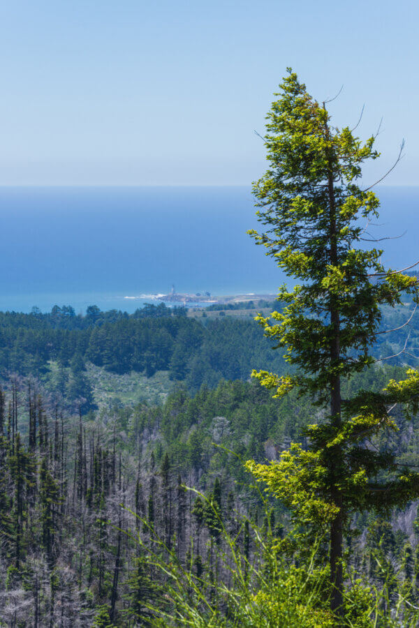 The view from Año Nuevo Vista looks out over CZU wildfire-scorched redwoods, Año Nuevo State Park lands, to Pigeon Point lighthouse along the Pacific Ocean, near Pescadero, Ca. Photo by Orenda Randuch.