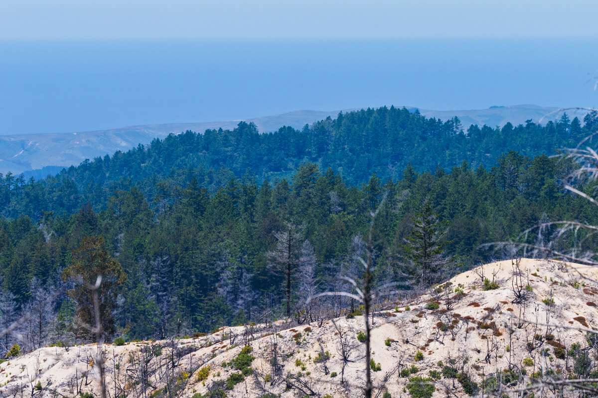 A nearly bare white, sandy ridge dotted with resilient chaparral plants regrowing after the CZU Fire starkly contrast the dark green forested ridges between Año Nuevo Vista and the blue Pacific Ocean beyond, by Orenda Randuch