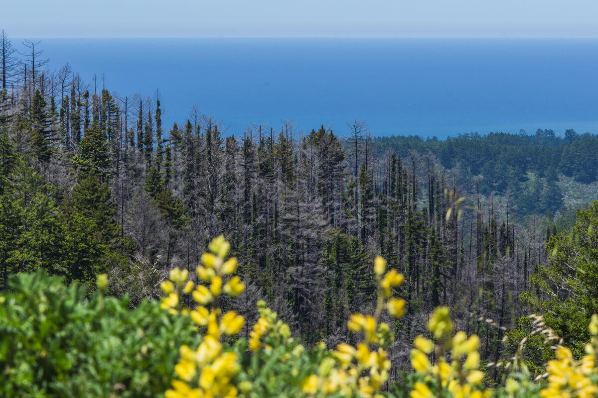 Looking from yellow lupine blooms along one of Año Nuevo Vista’s ridges to forested slopes of redwoods recovering post-fire, and down to the glittering Pacific Ocean beneath a clear blue sky, by Orenda Randuch