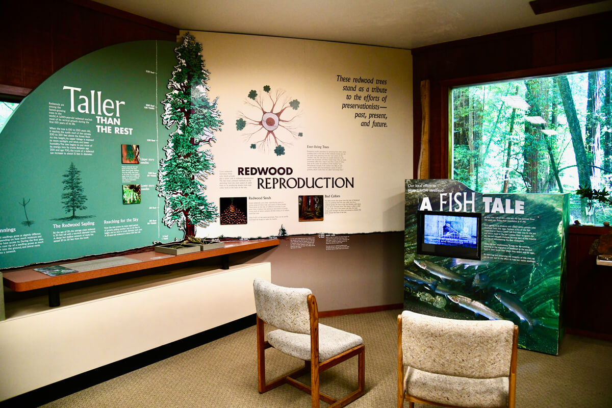 A display in the Henry Cowell Visitor Center shares how redwoods are the tallest trees and how they reproduce from tiny cones next to a display about fish that make their way from the ocean to the redwoods to reproduce, by Verónica Silva-Miranda