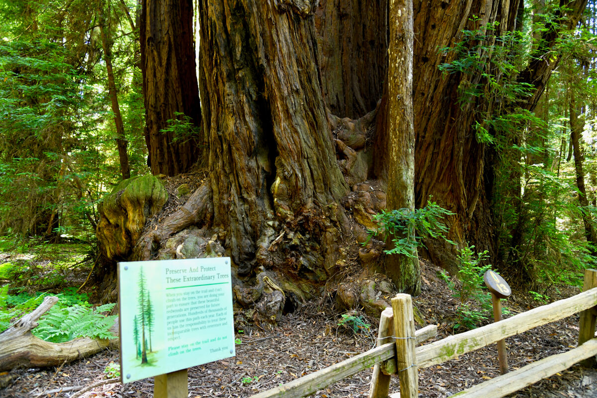 An old growth redwood trunk bursts forth trees of different ages and sizes at interpretive stop number 13 along the Redwood Grove Loop at Henry Cowell, by Verónica Silva-Miranda