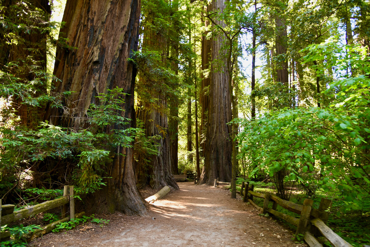 The shady, flat dirt Redwood Grove Loop trail edged by a low fence and sun dappled redwoods leads into the old-growth grove of trees at Henry Cowell Redwoods State Park, by Verónica Silva-Miranda