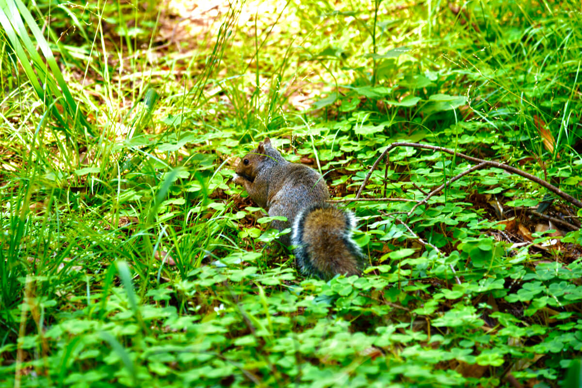 A grey squirrel sitting in lush green redwood sorrel on the forest floor looks over its shoulder while munching on something, by Verónica Silva-Miranda