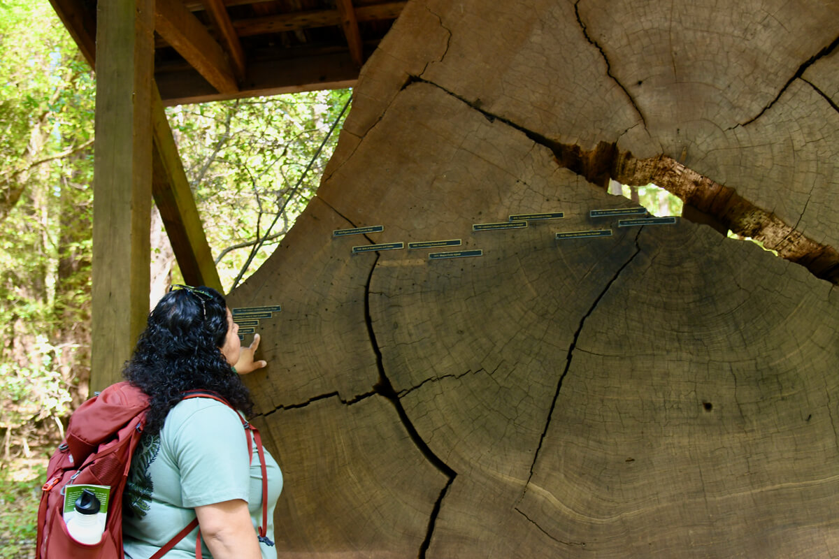 Verónica Silva-Miranda looks at a slice of an old-growth redwood trunk with markers indicating major human historical events in the tree’s growth rings at Henry Cowell Redwoods State Park, courtesy of Latino Outdoors