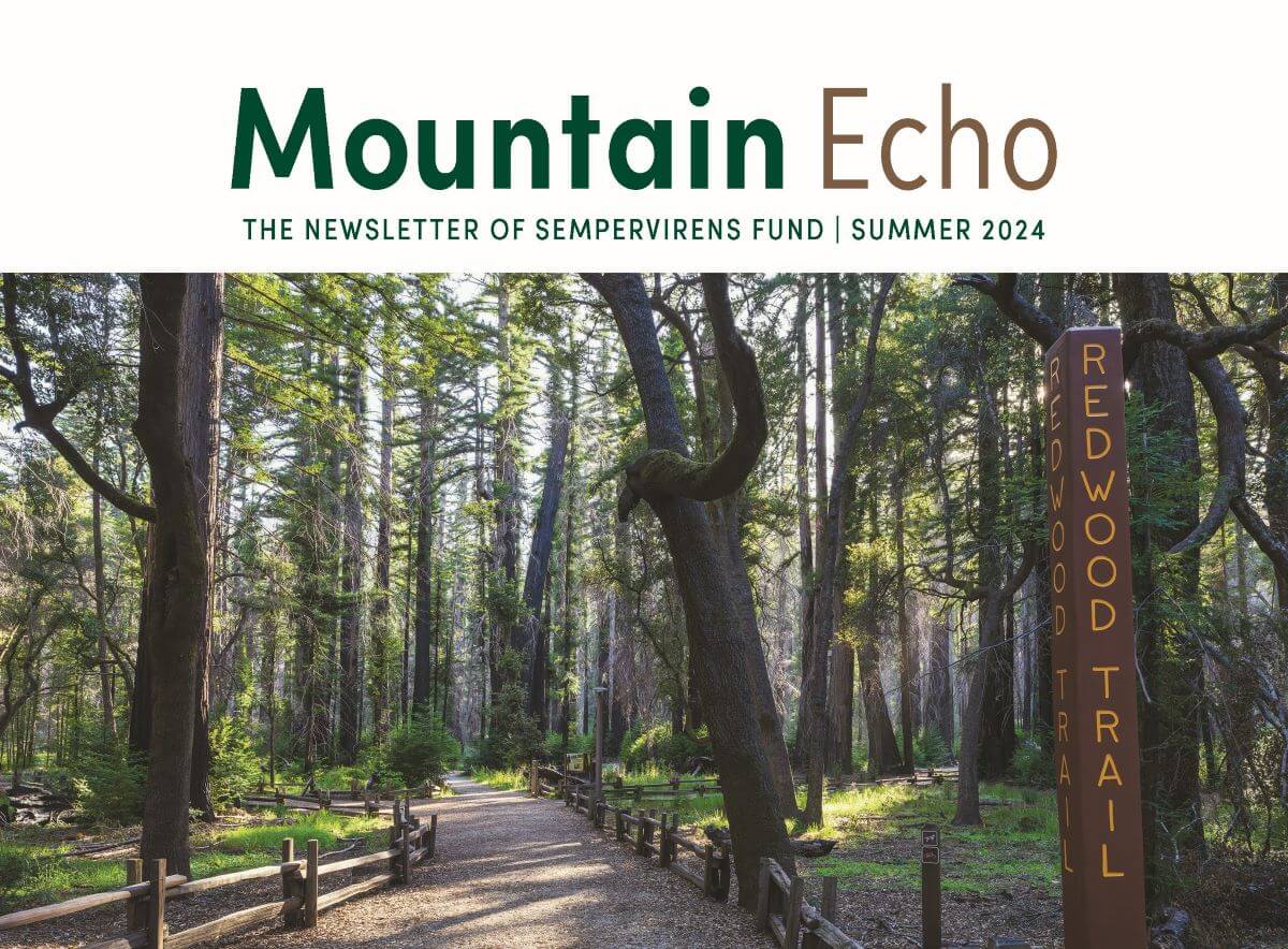 MountainEcho Newsletter SempervirensFund Summer 24 Final Page 1