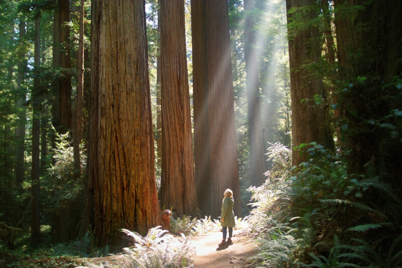 Photographer Sarah Bird stands in a spotlight of sun on the forest floor looking at the surrounding towering redwood trees, courtesy of Giants Rising