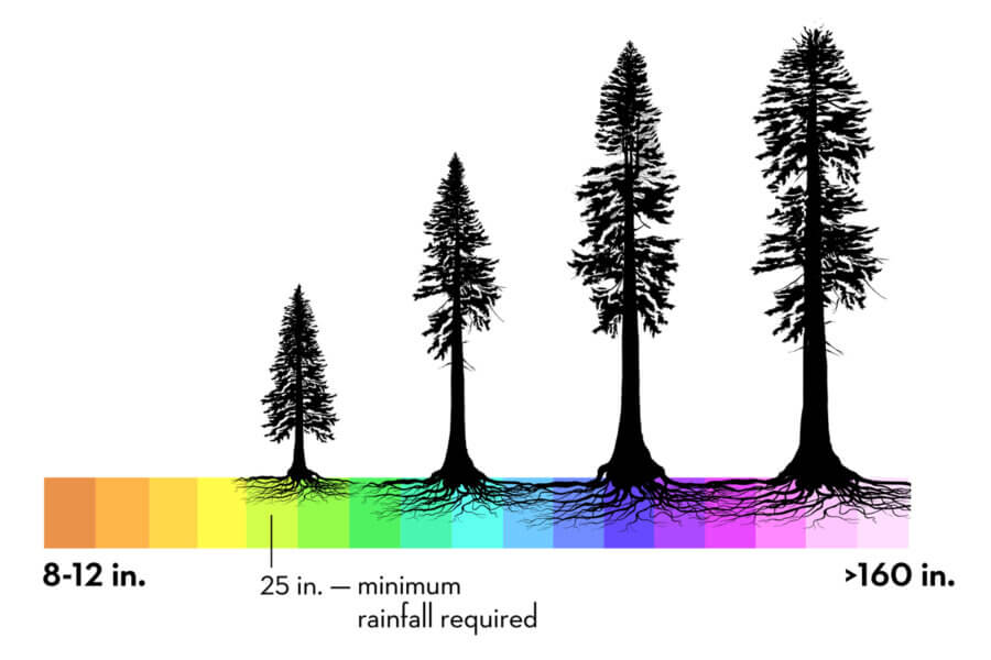 A rainfall legend from her Redwood Morphology illustration shows a color spectrum indicating rainfall with larger more complex silhouetted redwood trees in areas with more rain, by Jane Kim Ink Dwell Studios