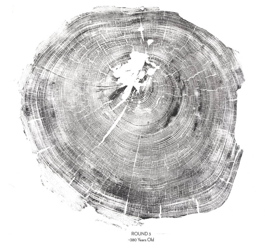 A print of the rings of a 380 year old redwood stump now protected at the Gateway to Camp Jones Gulch, by Jane Kim, Ink Dwell Studios