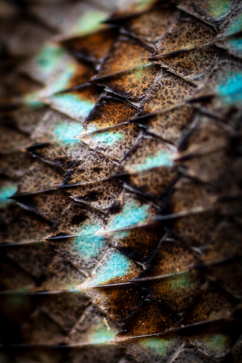 A macro lens reveals tiny cheetah like pattern on rusty orange next to turquoise on the same scale on the back of a western fence lizard, by Orenda Randuch