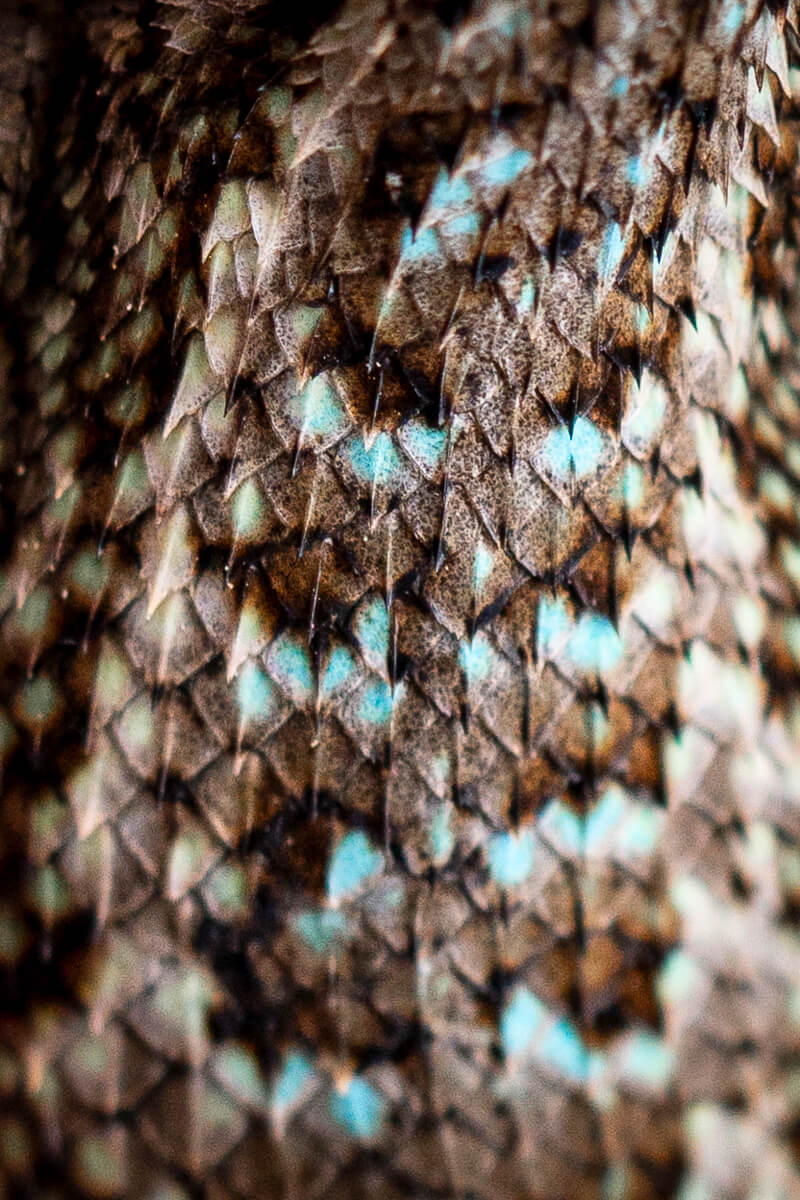 Up close the scales on the back of a western fence lizard appear pointy in spotted shades of brown, black, and cream, interspersed with turquoise, by Orenda Randuch