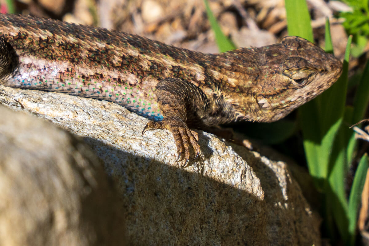 A western fence lizard gives the camera some serious side eye while it suns on a rock where the spines at the end of its scales some with pops of blue and green, by Orenda Randuch