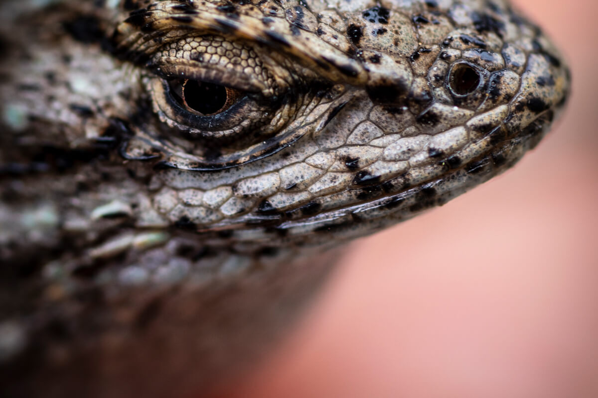 An up close photo of a western fence lizard’s cream, tan, and black spotted scales and face in profile, by Orenda Randuch