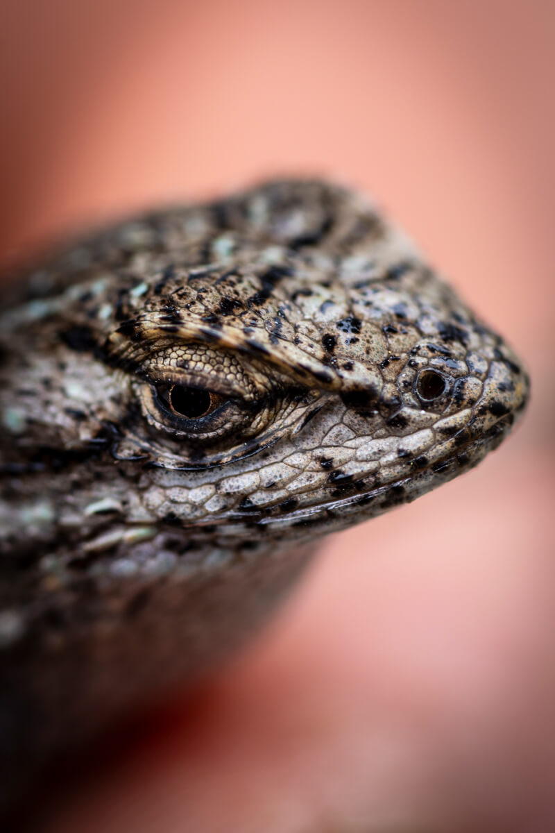 An up close photo of a western fence lizard’s cream, tan, and black spotted scales and face in profile with scattered grains of sand on them, by Orenda Randuch