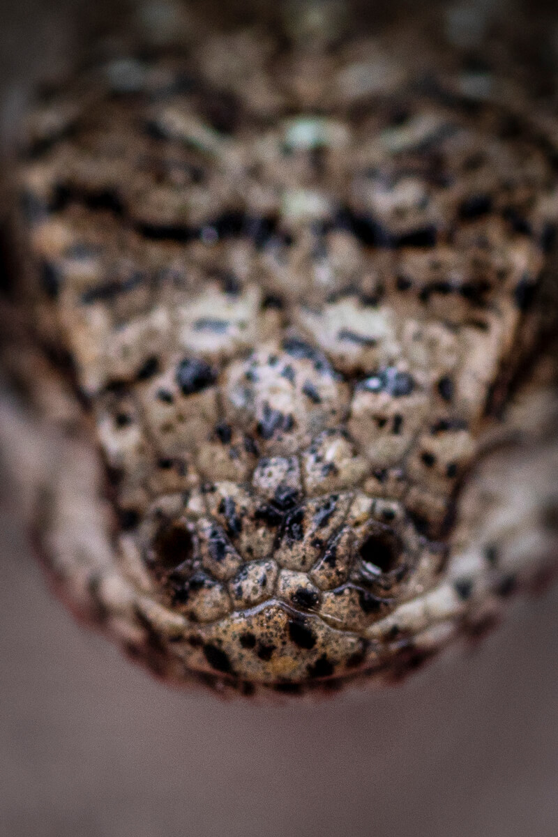 A macro photo of a western fence lizard snout shows two small black nostrils nearly indistinguishable from black markings on the scales at close range, by Orenda Randuch