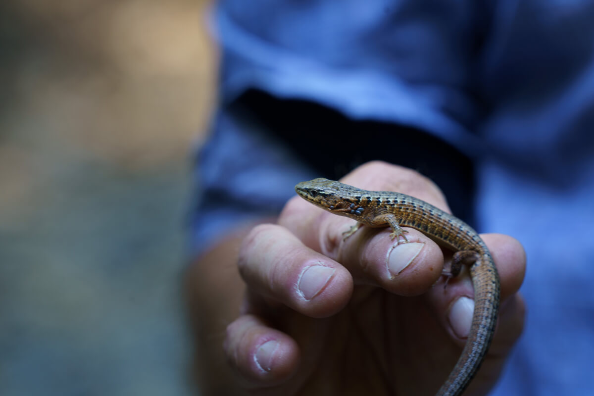 A western fence lizard sitting atop a hand has several black ticks visible as ovals near its head and ear, by Orenda Randuch