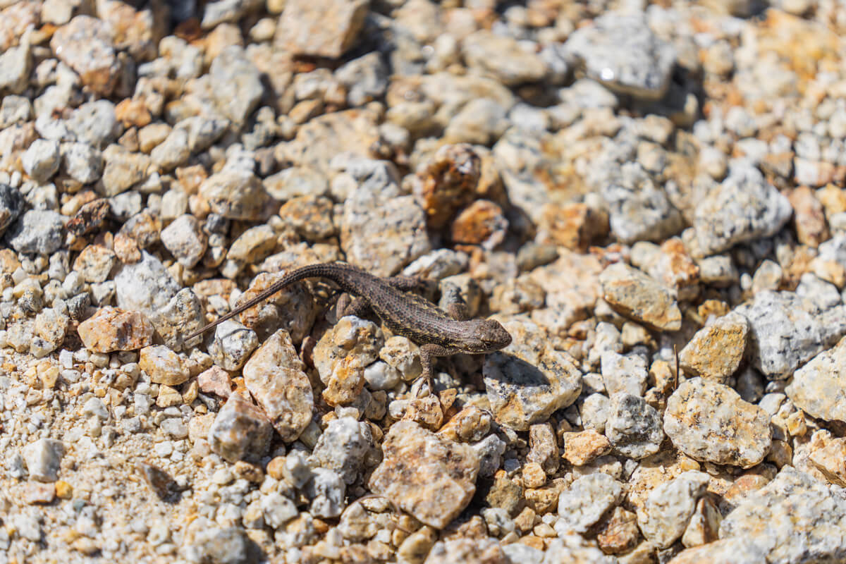 Peeking through the brush at a western fence lizard on a sunny patch of sand, only tan, black, and white patterned scales are easily seen, by Orenda Randuch