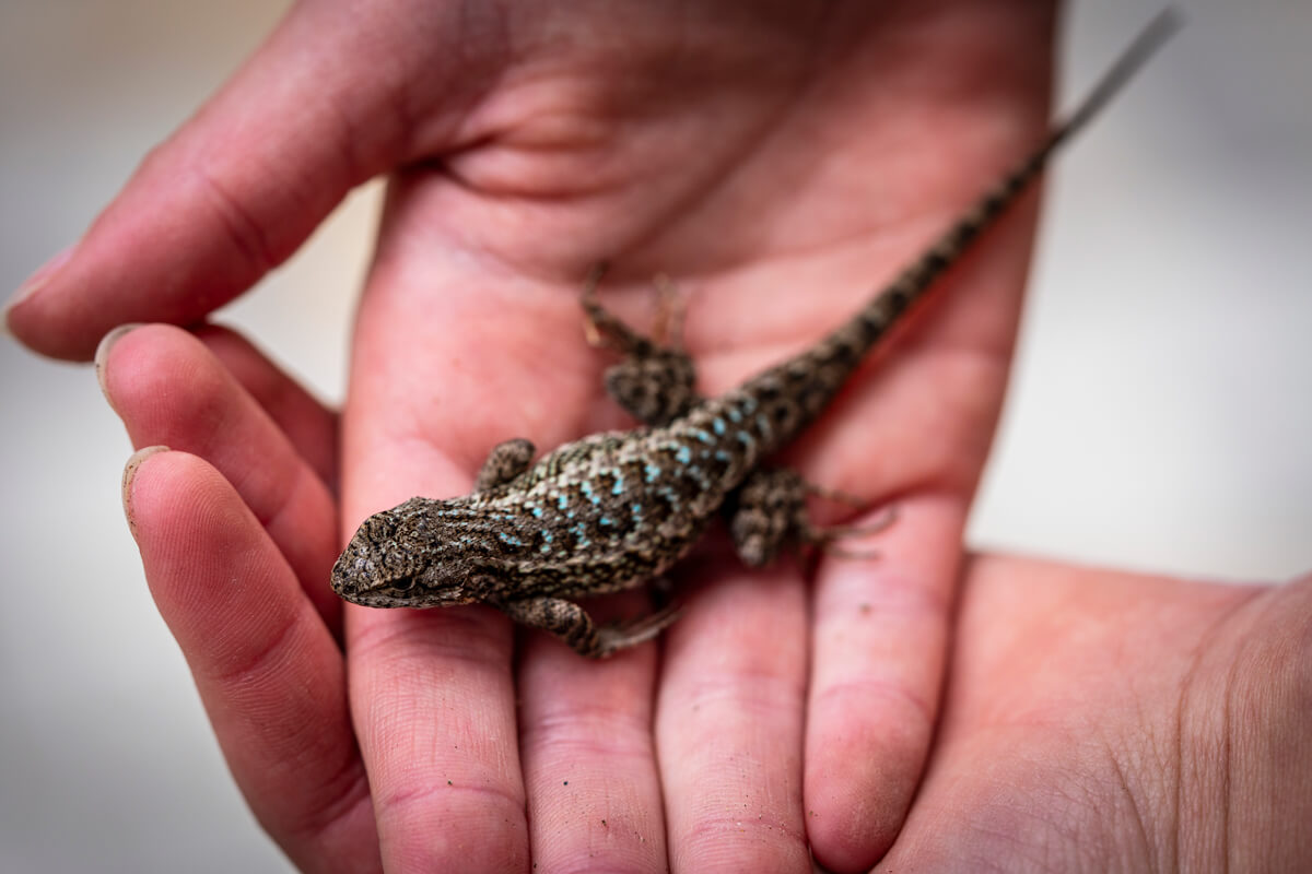 A mature western fence lizard with a long tail looks up standing on two open hands gently supporting it, by Orenda Randuch