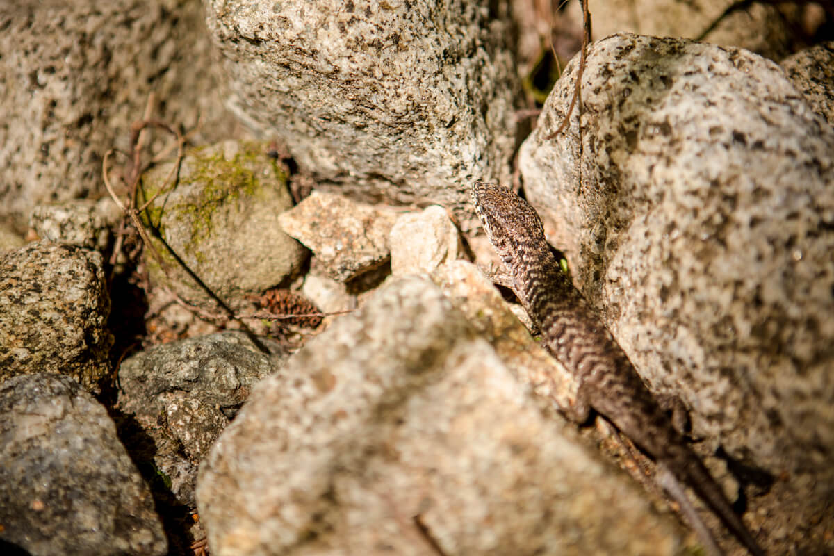 A western fence lizard's patterened scales help it blend in with the rocks it sits atop even close up, by Ian Bornarth