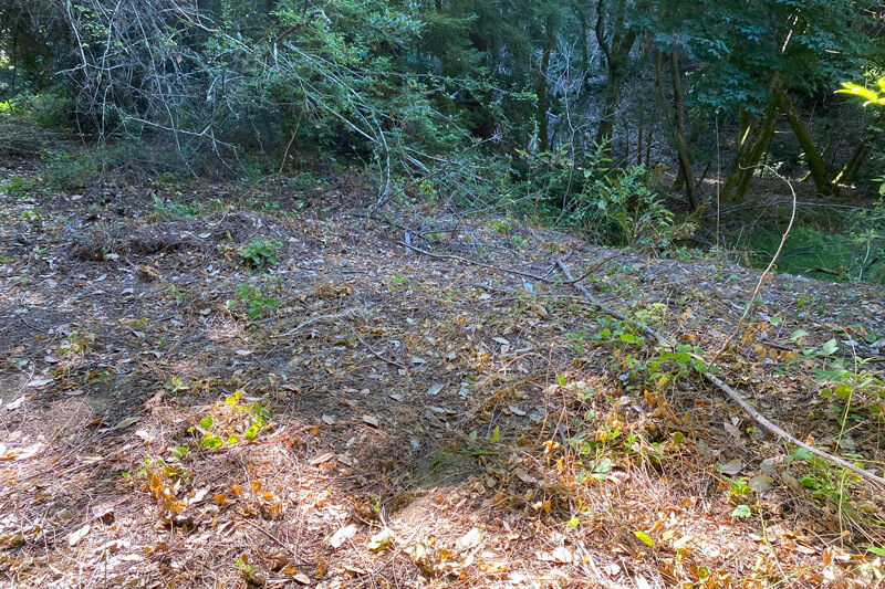 Following the invasive periwinkle removal project, scattered native plants soak in the much-needed sunshine after being shaded out, by Christopher Lopez