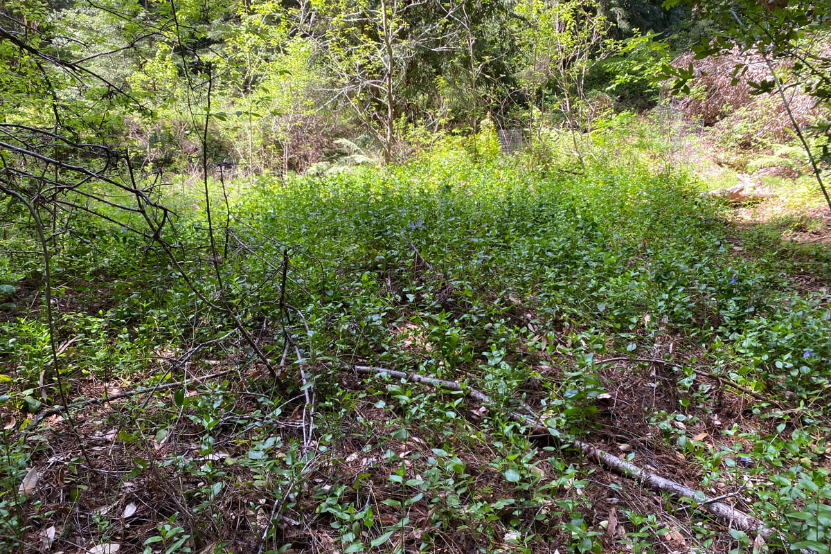 Return To Nature Invasive Periwinkle 2 Before Removal Lompico By Christopher Lopez