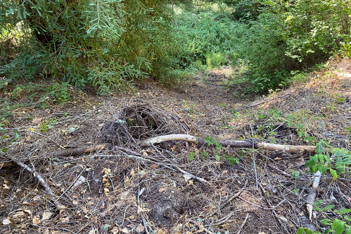 After the periwinkle is removed, the native plants can be seen poking through the soil and leaf litter of the forest floor, by Christopher Lopez