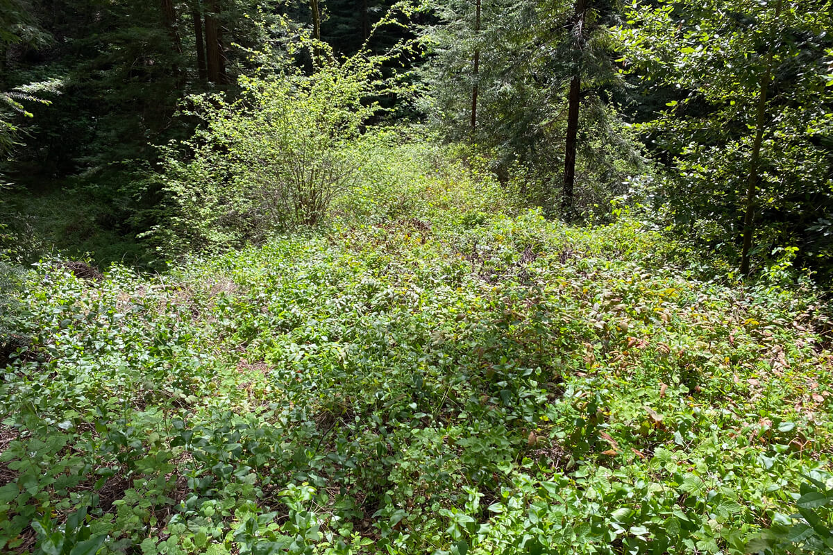 A tall patch of invasive periwinkle covers the forest floor at Lompico Headwaters, by Christopher Lopez