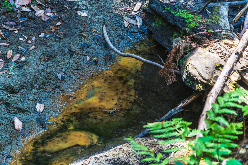 After the road is removed, water forms a pool near woody debris in the creek that wildlife like coho and steelhead need to spawn, by Orenda Randuch