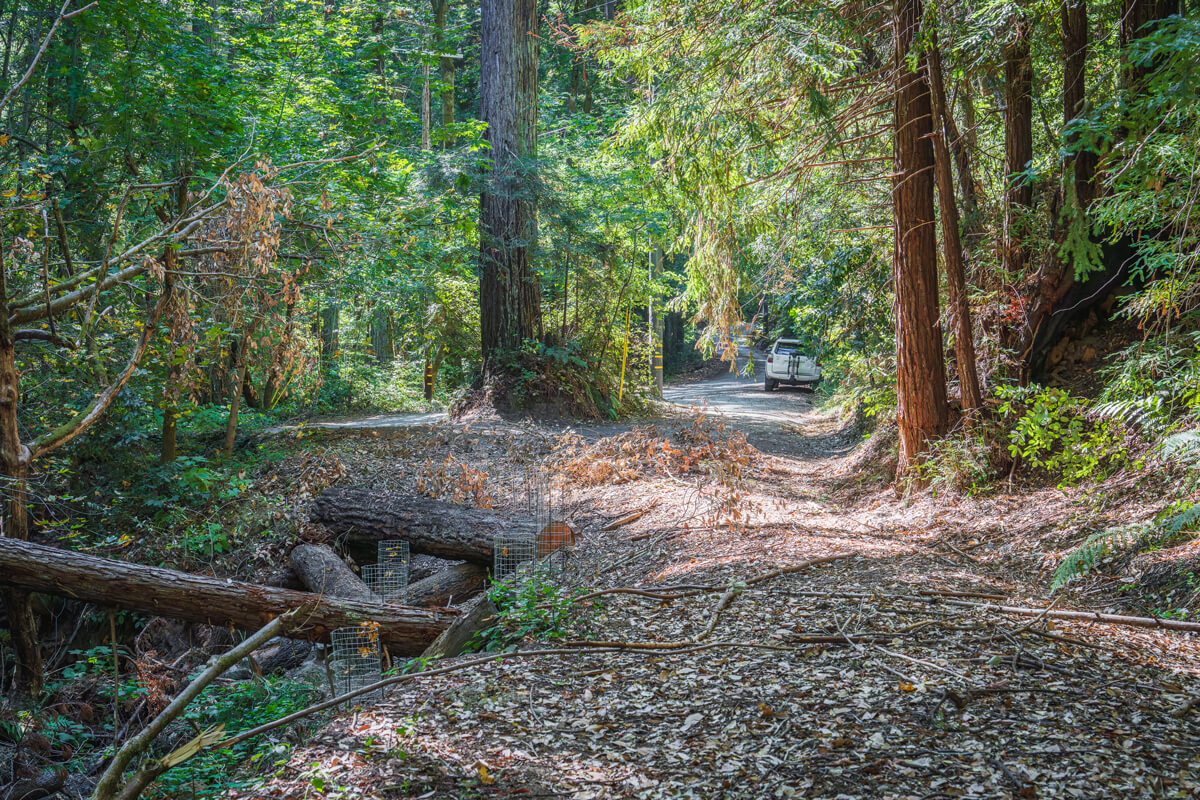 The road and its sheer eroded edge have been replaced by a gentle embankment down to the creek lined with large woody debris and caged native plants to restore the creek, by Orenda Randuch