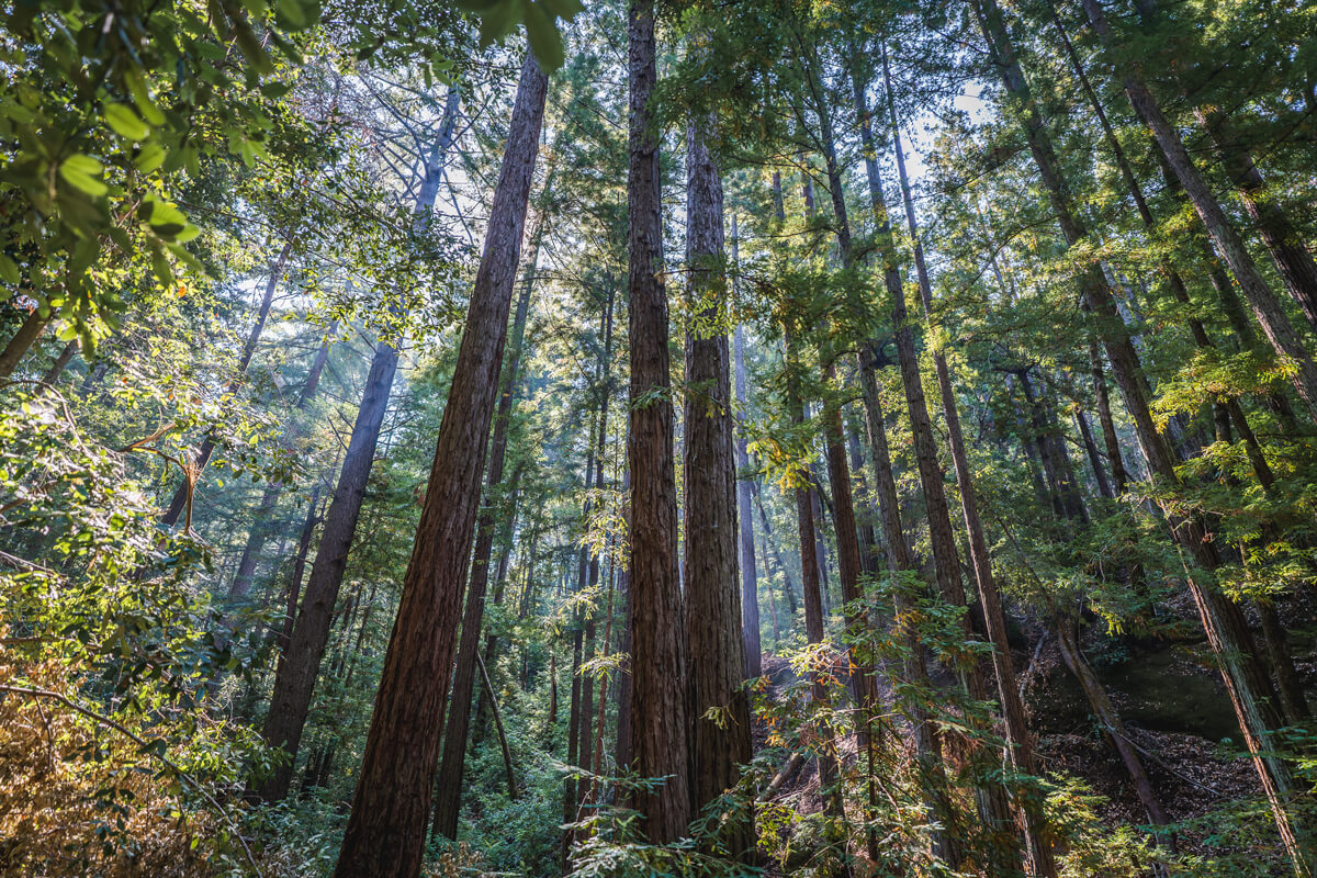 Sunlight filters through the forest canopy to illuminate several redwood trees at Lompico Headwaters, by Orenda Randuch