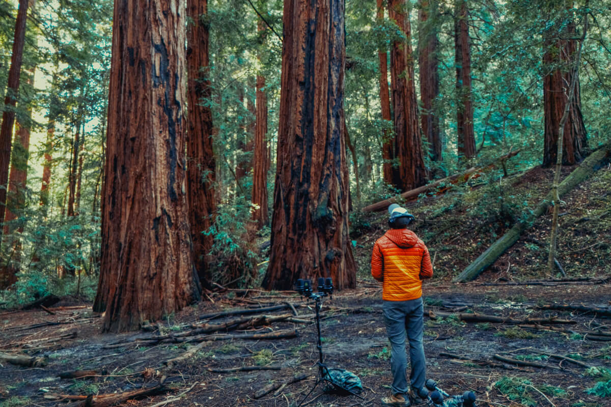 Field recordist Thomas Rex Beverly looks up at redwood trees looming high above the microphones he is setting up, courtesy of Thomas Rex Beverly