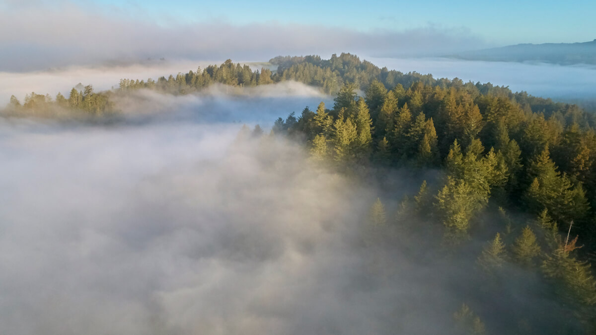 A lavender tinged blanket of fog surrounds a redwood forested peak at Camp Jones Gulch in the Santa Cruz Mountains, by Canopy Dynamics