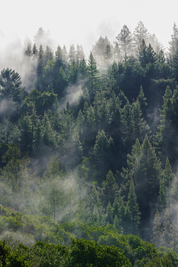 Fog lingers in the redwoods of the Santa Cruz Mountains.