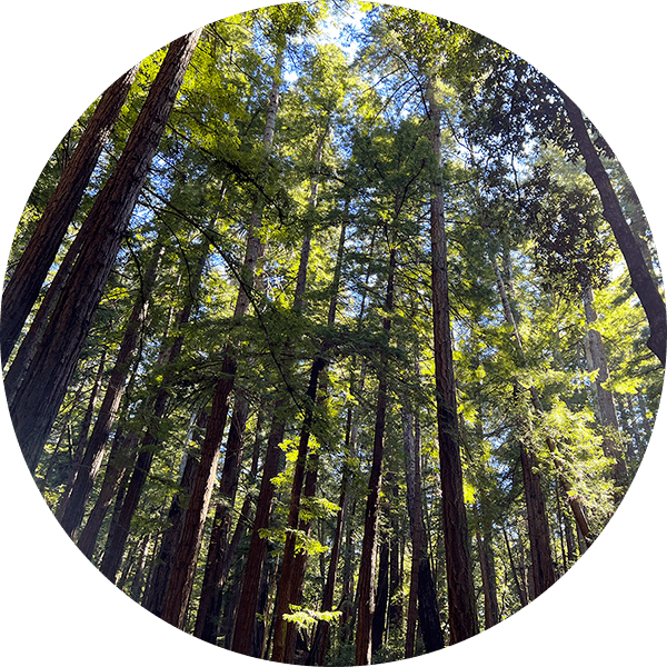 Protecting millions of redwoods across 36,000 acres of forests