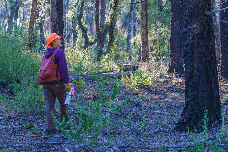 Wearing an orange hard hat, forester Nadia Hamey looks up at the trees carrying tools and a bottle of paint in Deadman’s Gulch 3 at San Vicente Redwoods, by Orenda Randuch