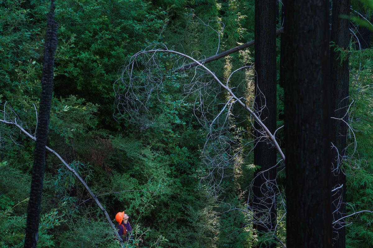 The orange hard hat of forester Nadia Hamey stands out among the lush green foliage of Deadman’s Gulch in San Vicente Redwoods as she assesses the canopy for potential old-growth redwoods, by Orenda Randuch