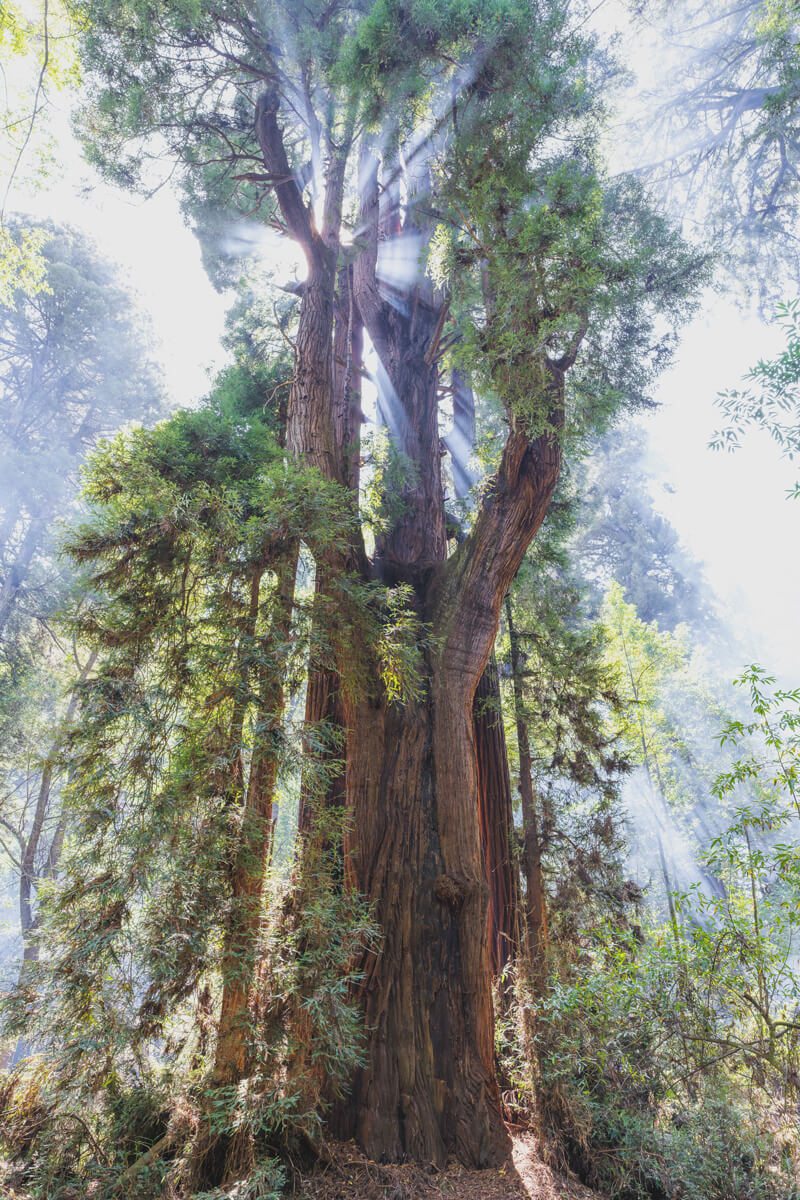 Rays of sunlight shine through the mist from behind the many branches of an old-growth redwood tree, by Orenda Randuch