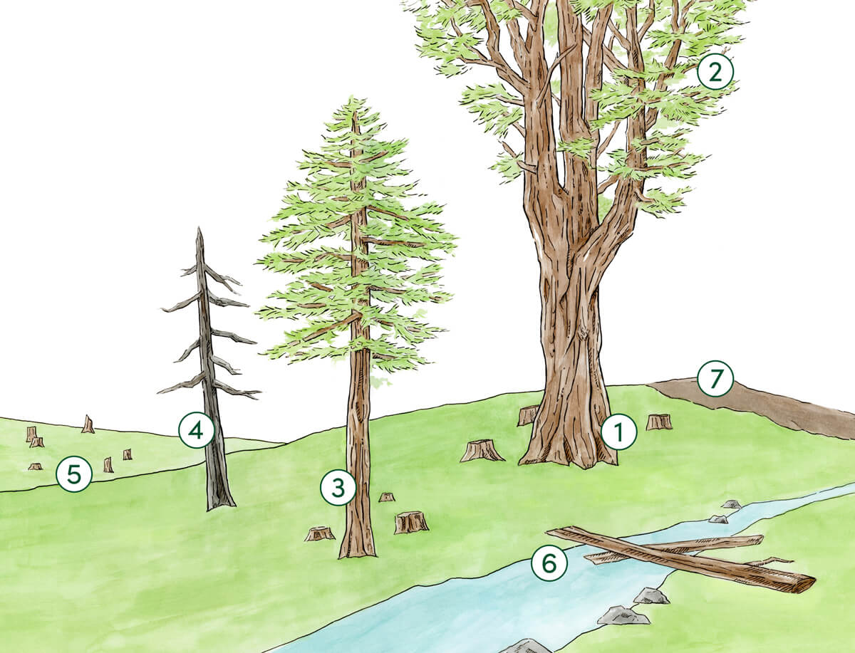 A numbered illustration of a redwood forest landscape of different forest management techniques that correspond with definitions in the from left to right: #5 logged tree stumps; #4 a dead tree leaning; #3 young redwood; #6 logs in the creek; #1 old-growth redwood trunk; #2 complex old-growth canopy with many trunks and branches; #7 a bare strip on a ridgeline, by Shirley Chambers