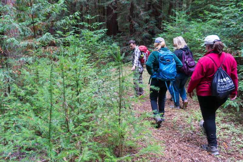 Staff hike between young redwood trees just a few feet high, growing closely together and dense, taller redwood forest beyond, at Sempervirens 236 in 2018, by Rebecca Thomas