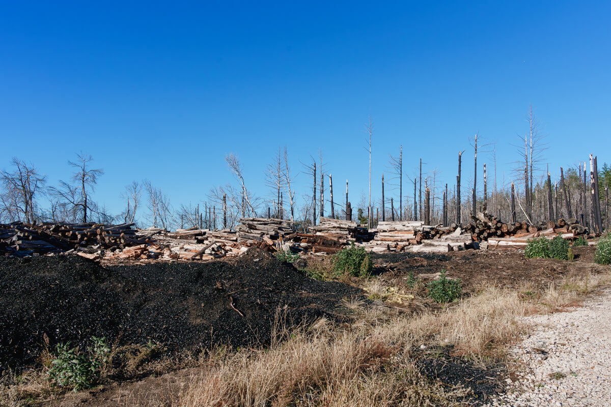 A low mound of dark biochar processed from logs like those in the piles behind of trees that died from the CZU Fire like the dead standing trees poking up beyond, by Orenda Randuch